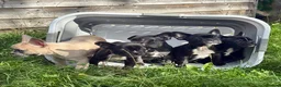 French Bulldog dogs for sale: French Bulldog Puppies - Advert 1