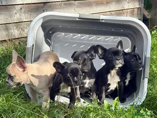 French Bulldog dogs French Bulldog Puppies - Advert 12