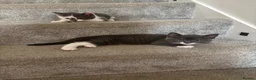Mixed Breed cats for sale: 2 female kittens  - Advert 7