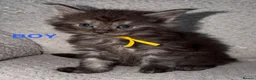 Maine Coon cats for sale: 🐾BEAUTIFUL MAINECOON KITTENS😻 3 BOYS & 2 GIRLS🐾 - Advert 9