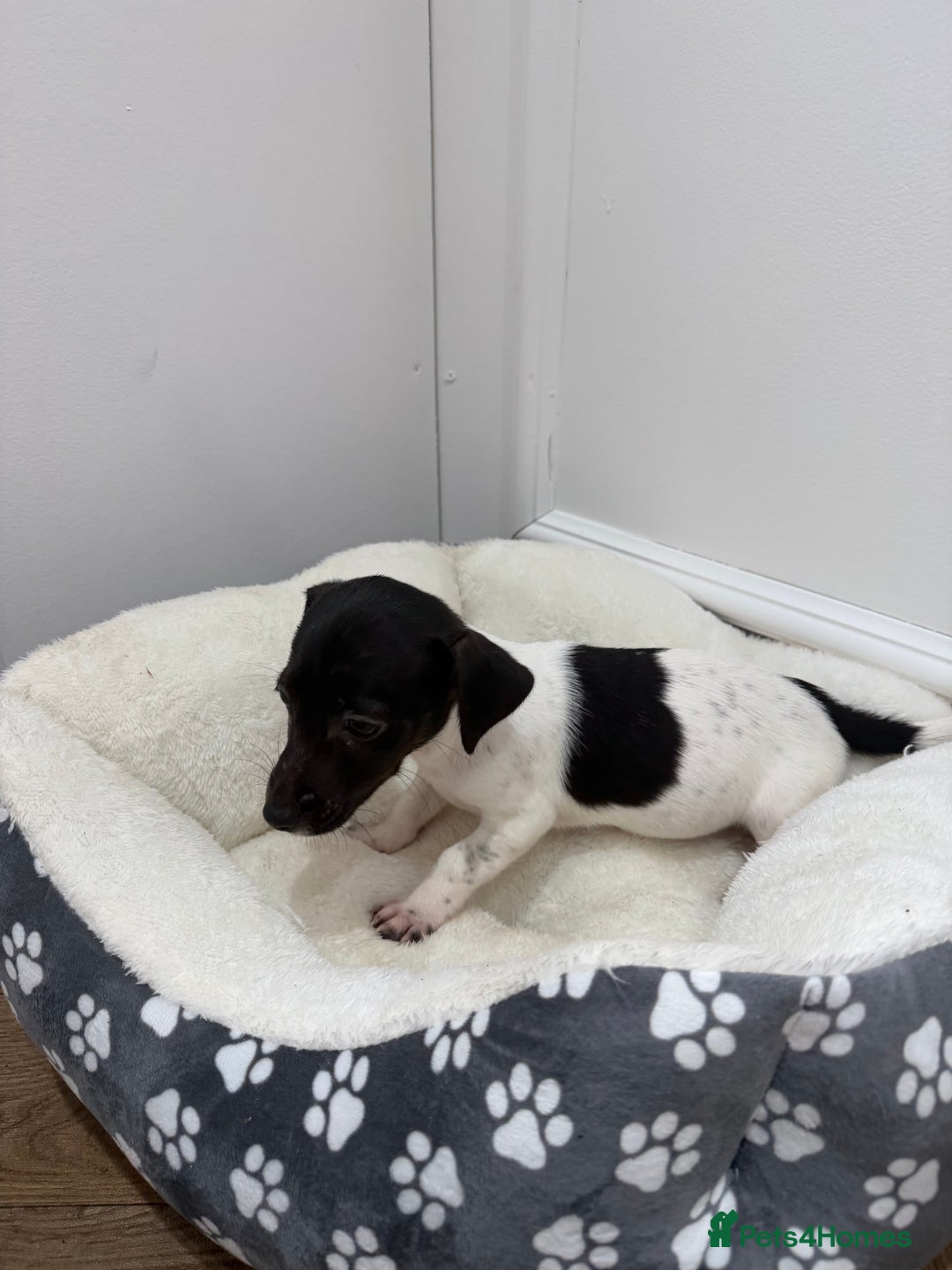 Jack Russell dogs for sale: jackrussel puppies - Advert 4