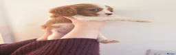 Cavalier King Charles Spaniel dogs for sale: Cavalier King Charles Spaniel Puppies - Advert 8