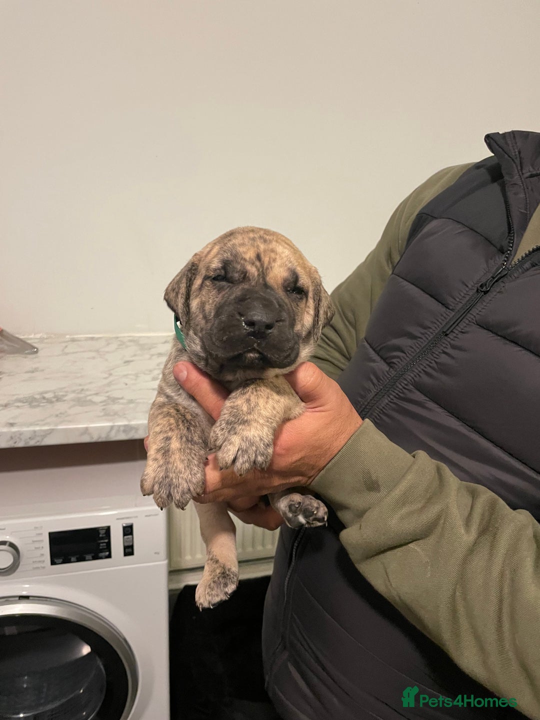 Presa Canario dogs for sale: Presa Canario Puppies Spanish x Serbian Imports - Advert 2