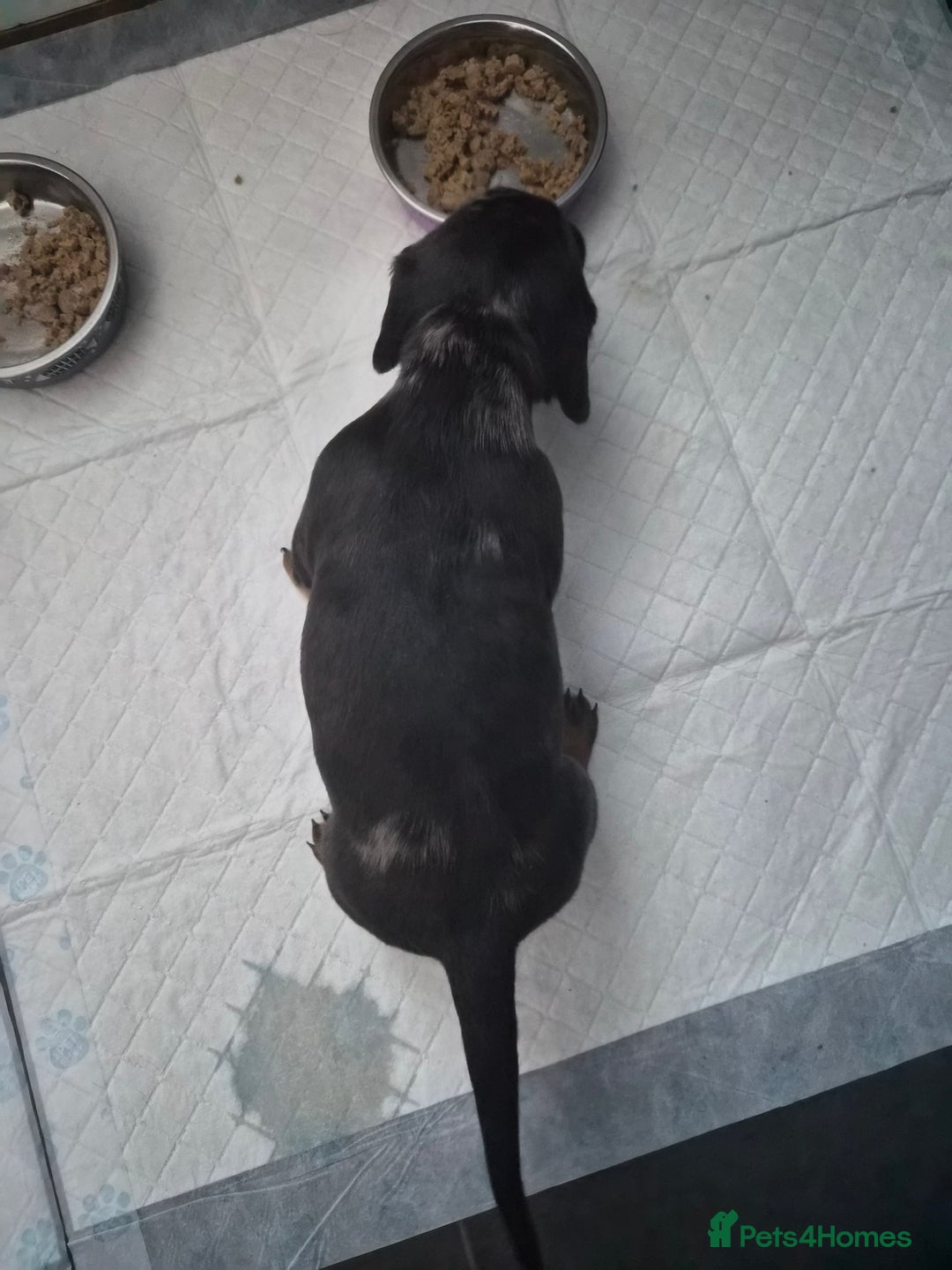 Dachshund dogs for sale: Adorable dachshund puppies 2 male & 2 female - Advert 15