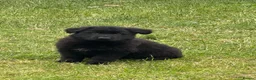German Shepherd dogs for sale: German shepherd puppies READY NOW - Advert 4