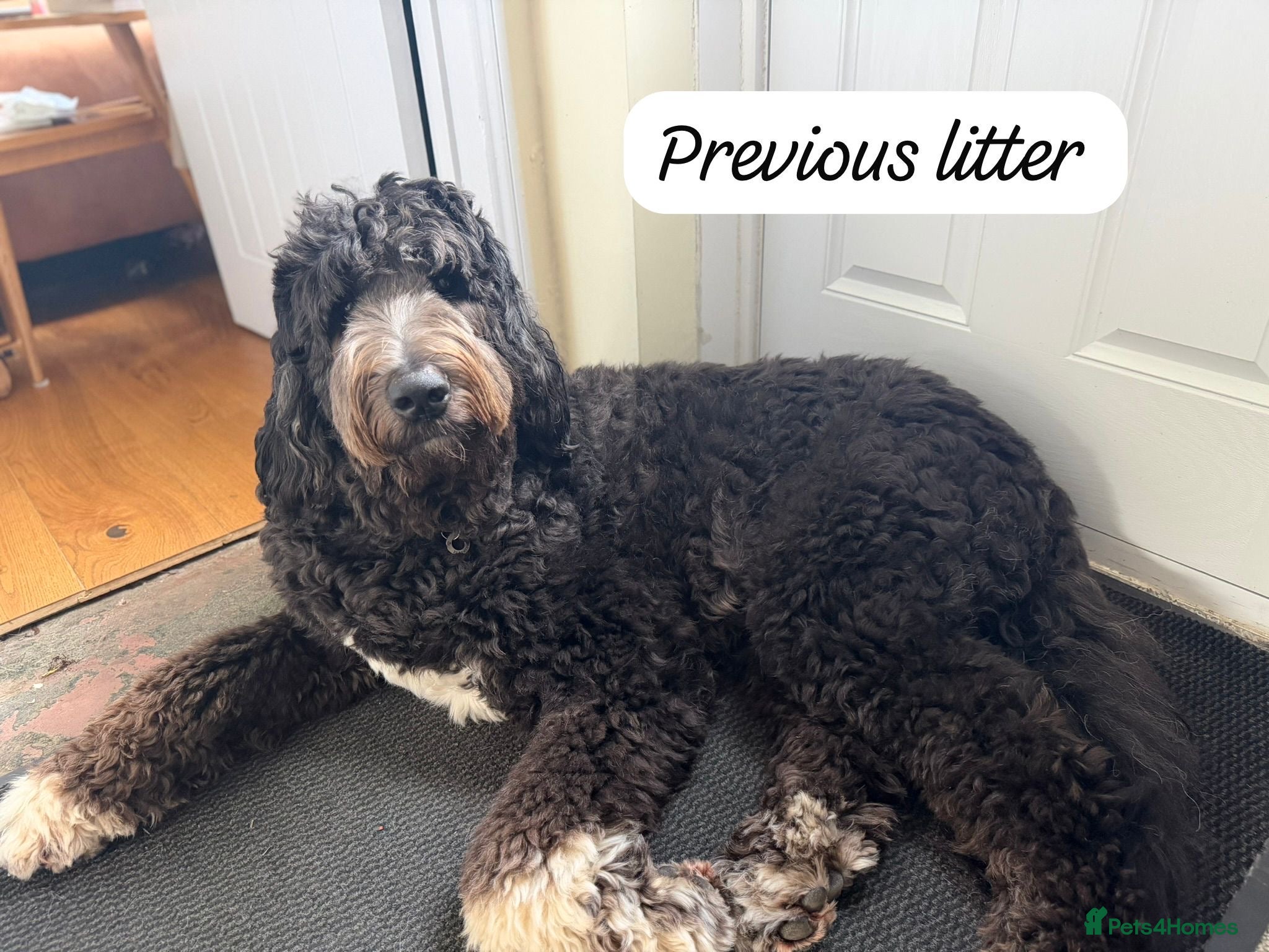 Mixed Breed dogs Exceptional Pyrenees Doodle Puppies   - Advert 2