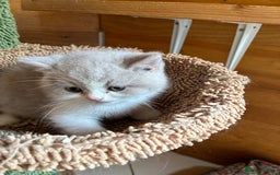 British Shorthair cats for sale: LAST 4 TICA CHAMPION BLOOD LINES BSH KITTENS - Image 12