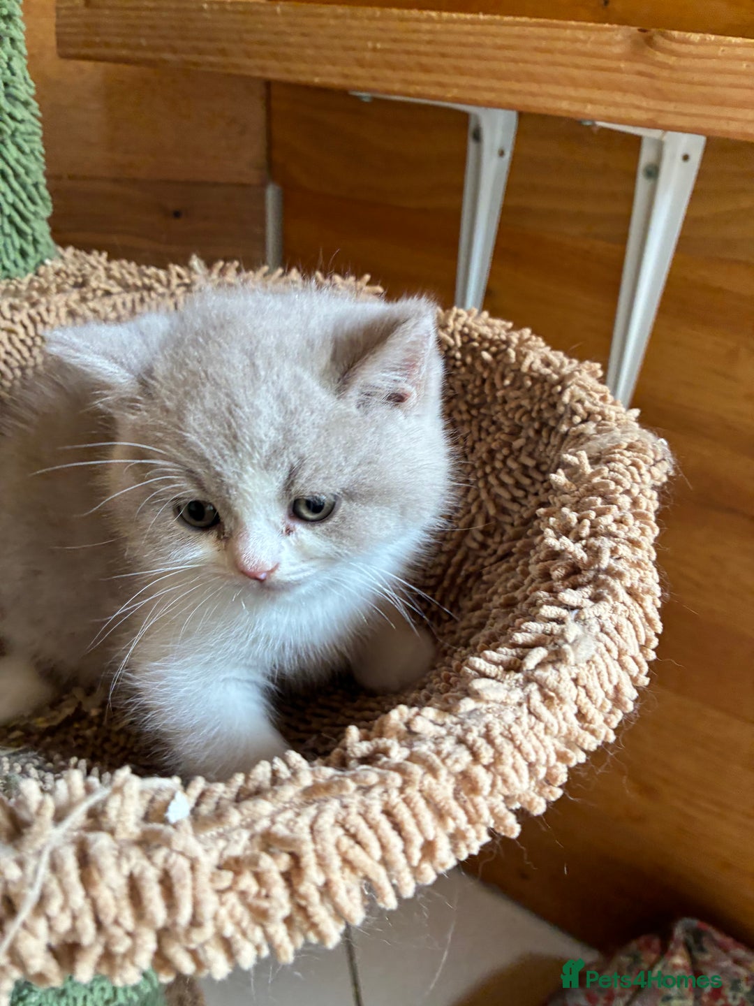 British Shorthair cats for sale: LAST 4 TICA CHAMPION BLOOD LINES BSH KITTENS - Image 12