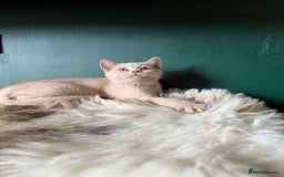 British Shorthair cats for sale: 12 week old Bsh males fawn and black  in Derby - Image 1