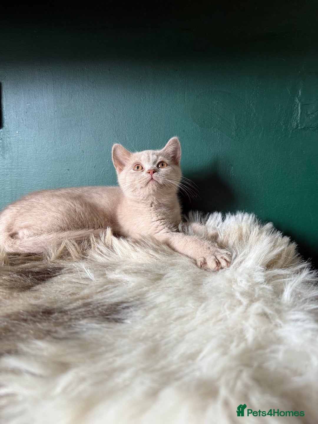British Shorthair cats for sale: 12 week old Bsh males fawn and black  in Derby - Image 1