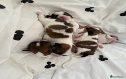 Shih Tzu dogs for sale: 3 males and 1 shiz tzu puppies for sale  - Image 3