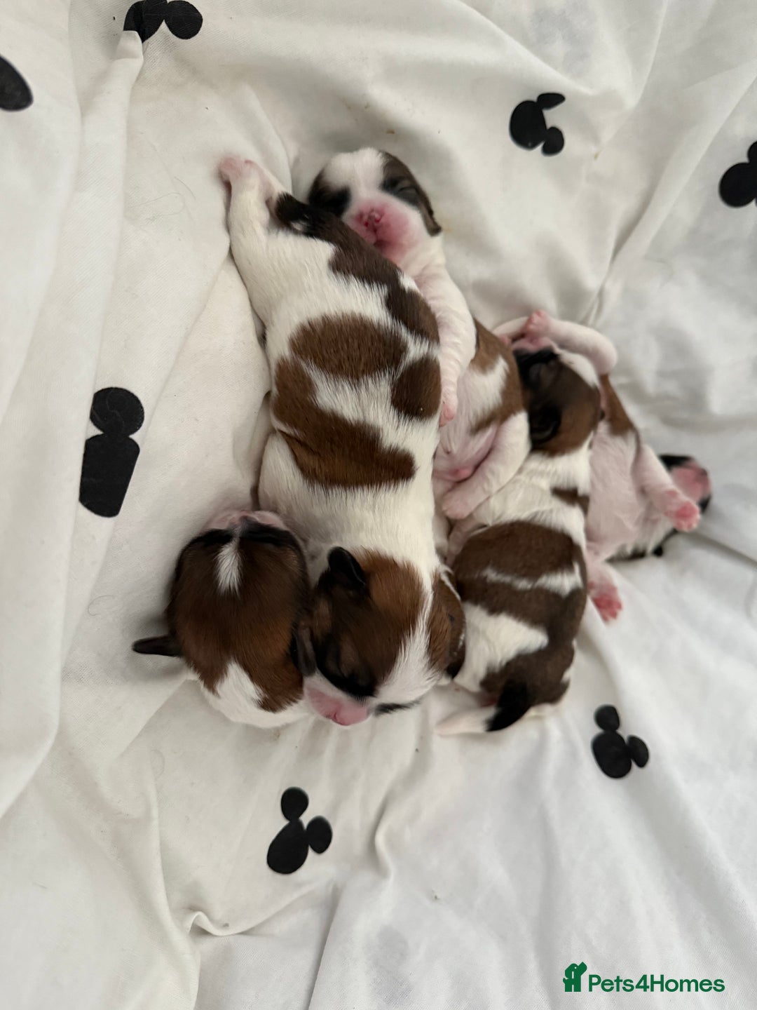 Shih Tzu dogs for sale: 3 males and 1 shiz tzu puppies for sale  - Image 3