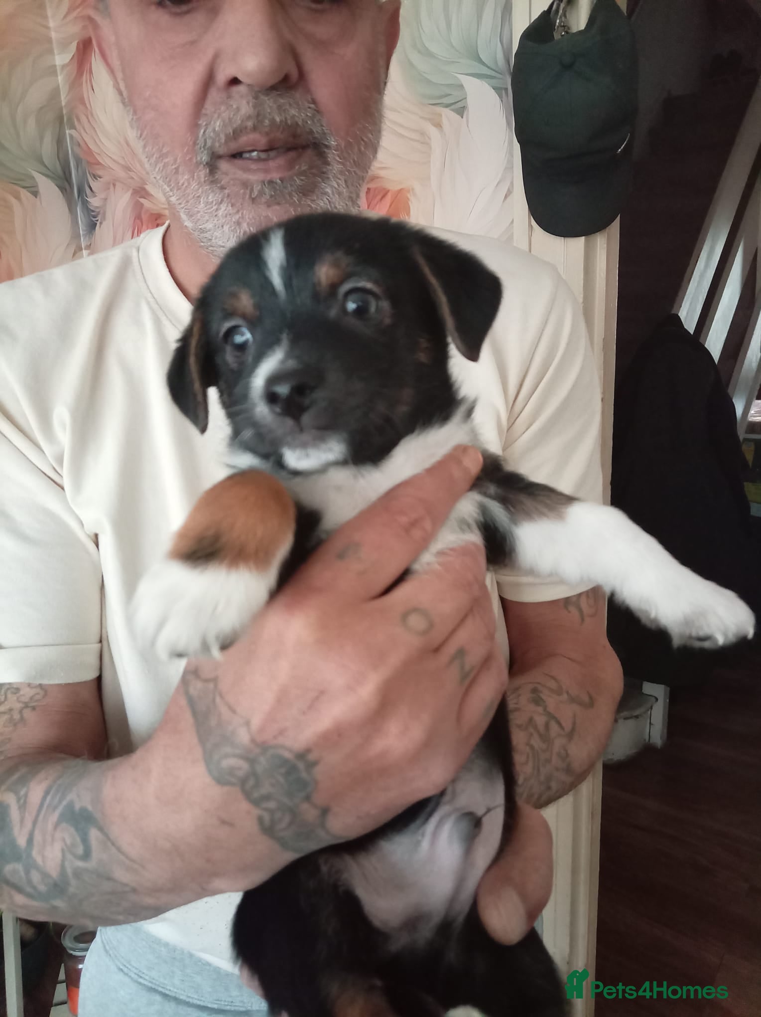 Mixed Breed dogs Yorkshire terrier cross Jack Russel  - Advert 1