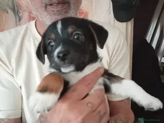 Mixed Breed dogs Yorkshire terrier cross Jack Russel - Advert 1