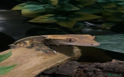 Gecko reptiles for sale: Created gecko  - Image 9