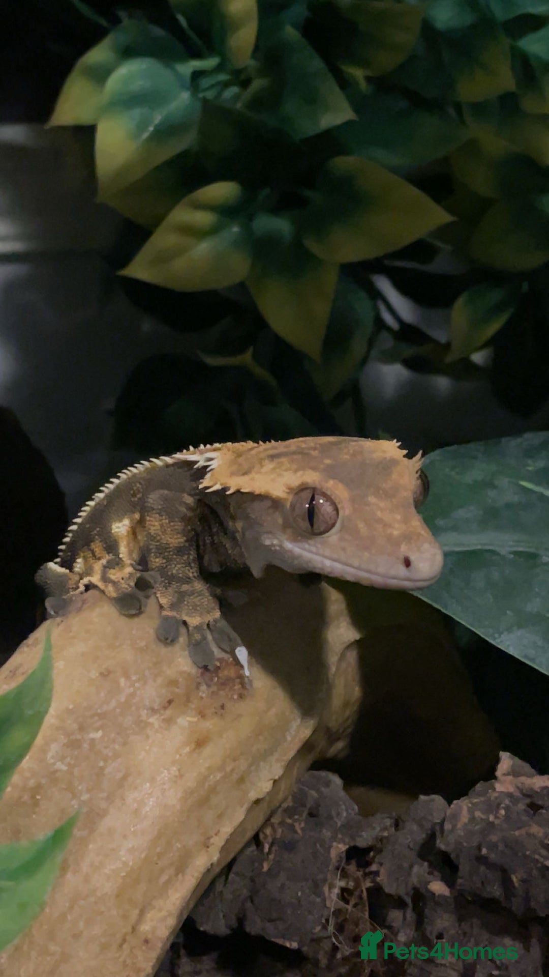 Gecko reptiles for sale: Created gecko  - Image 9