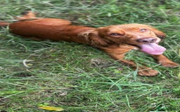 Cocker Spaniel dogs for sale: Adorable cocker spaniel puppies - Image 18
