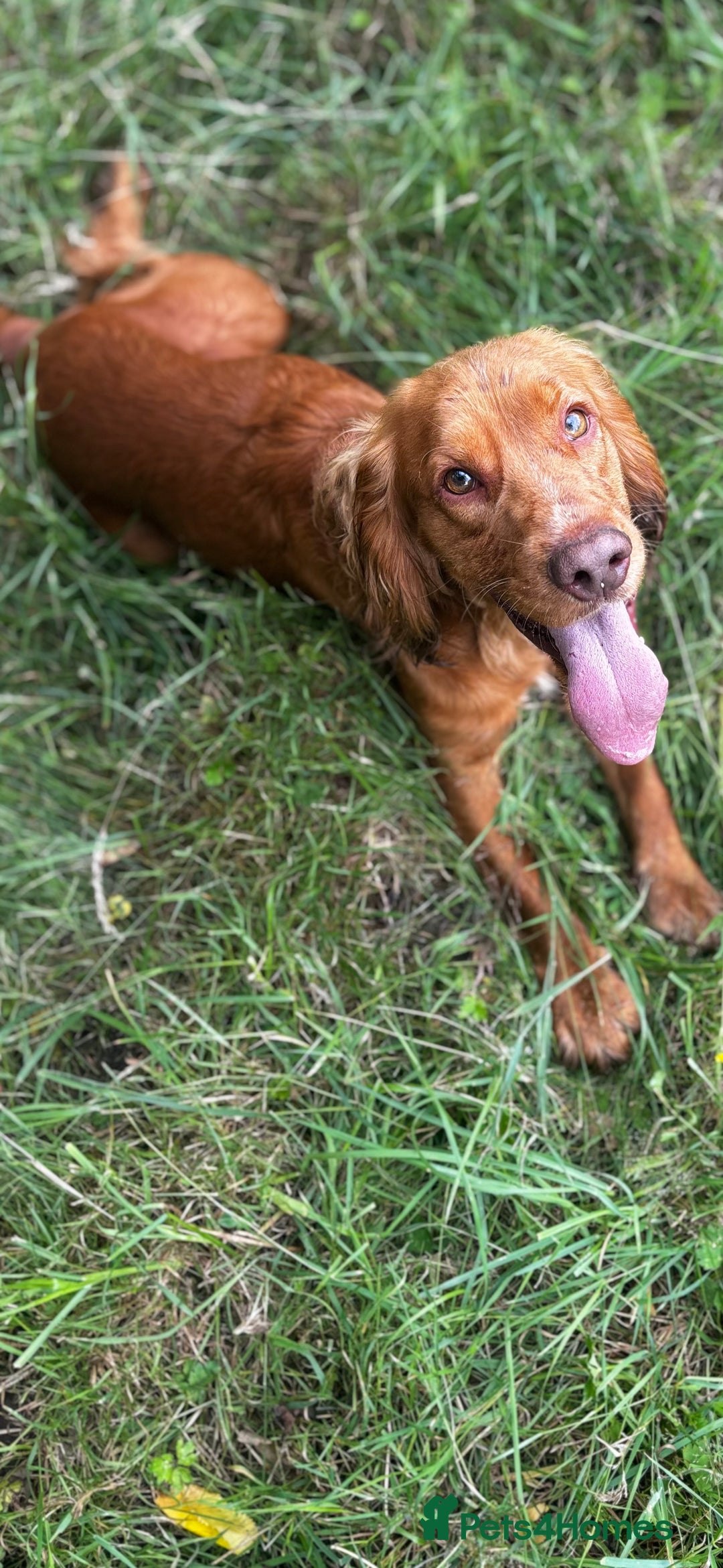 Cocker Spaniel dogs for sale: Adorable cocker spaniel puppies - Image 18