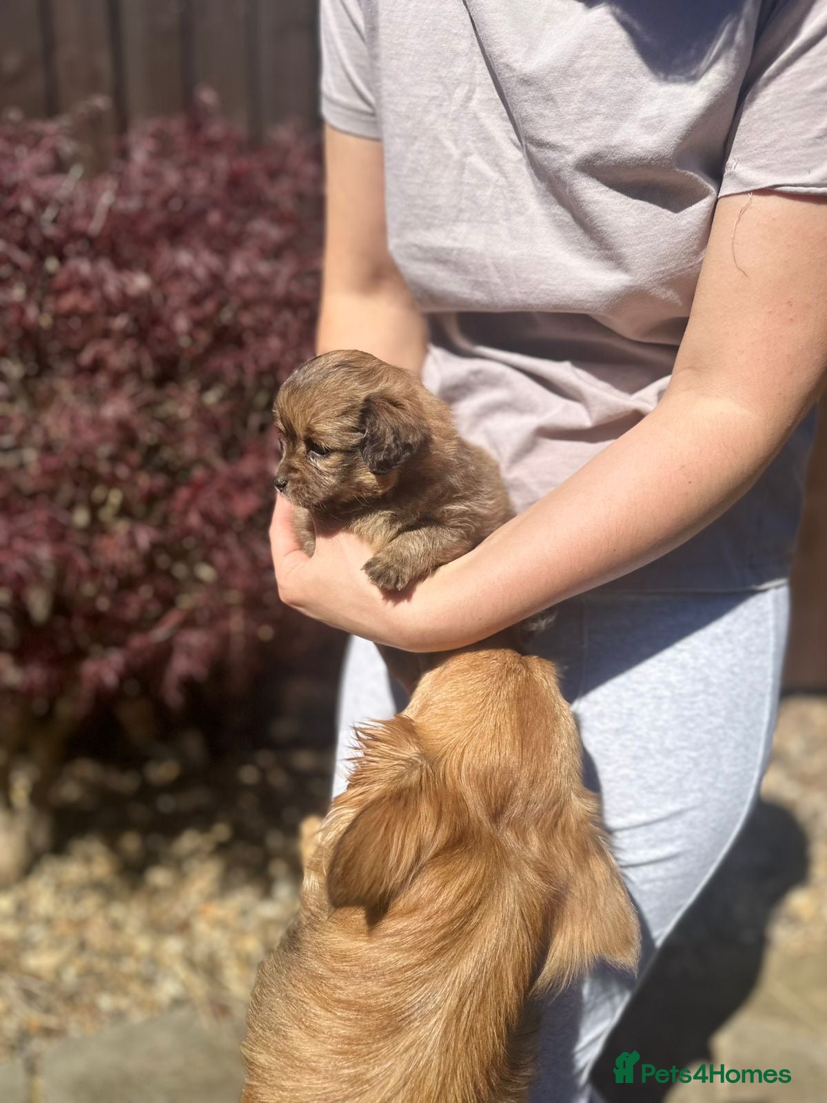 Pomchi dogs 💎 Luxury Teddy Bear Pomeranian Mix Puppies  - Advert 5