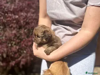 Pomchi dogs 💎 Luxury Teddy Bear Pomeranian Mix Puppies - Advert 5