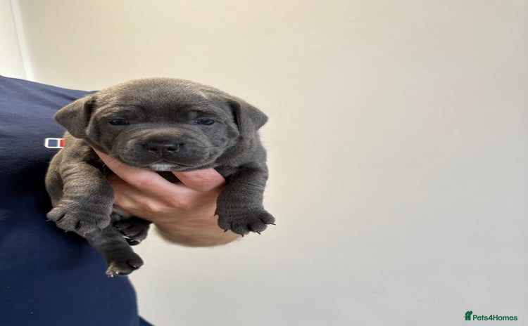 Staffordshire Bull Terrier dogs - Advert 1