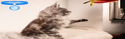 Maine Coon cats for sale: XL Stunning Maine Coon / TICA /Ready - Advert 28