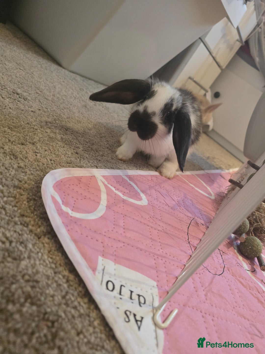 Mixed Breed rabbits for sale: 2 x Lop eared bunnies - Image 1