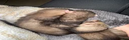 Ferret rodents for sale: Stunning Ferret. Kits  - Advert 7