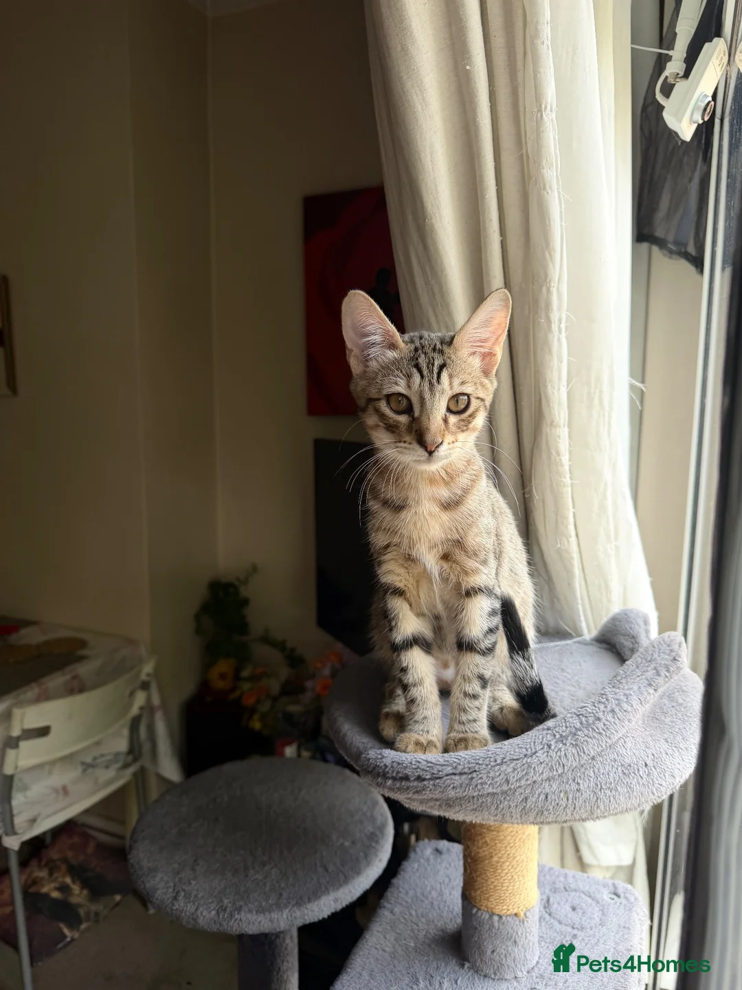 Mixed Breed cats for sale: savanna cross kitten - Advert 2