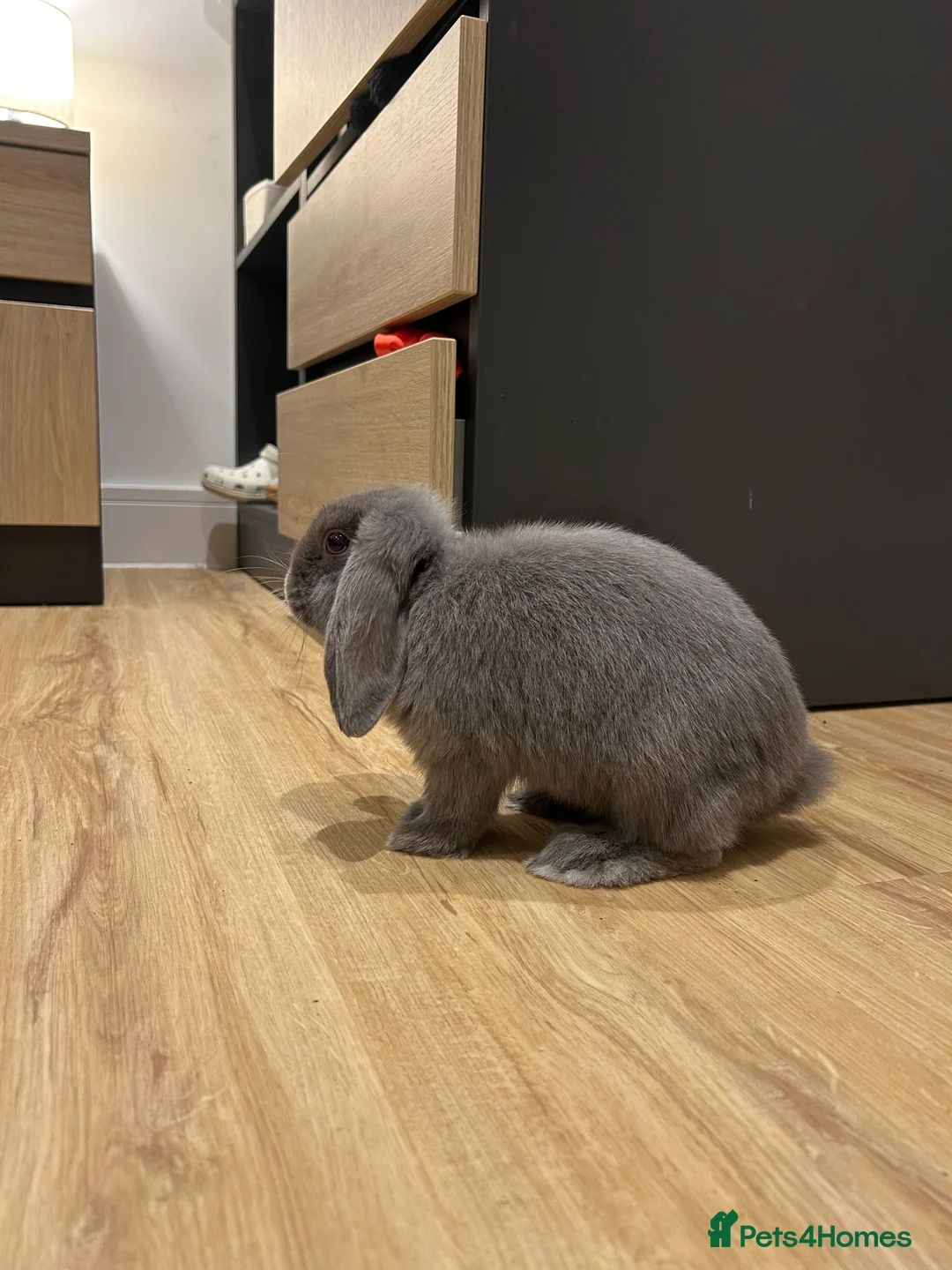 Mini Lop rabbits for sale: 4 month old grey female rabbit  - Advert 2