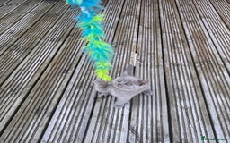 British Shorthair cats for sale: Adorable British shorthair kittens  - Image 11