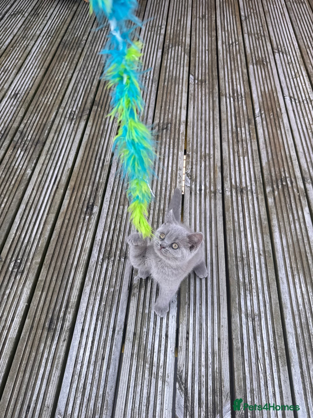 British Shorthair cats for sale: Adorable British shorthair kittens  - Image 11
