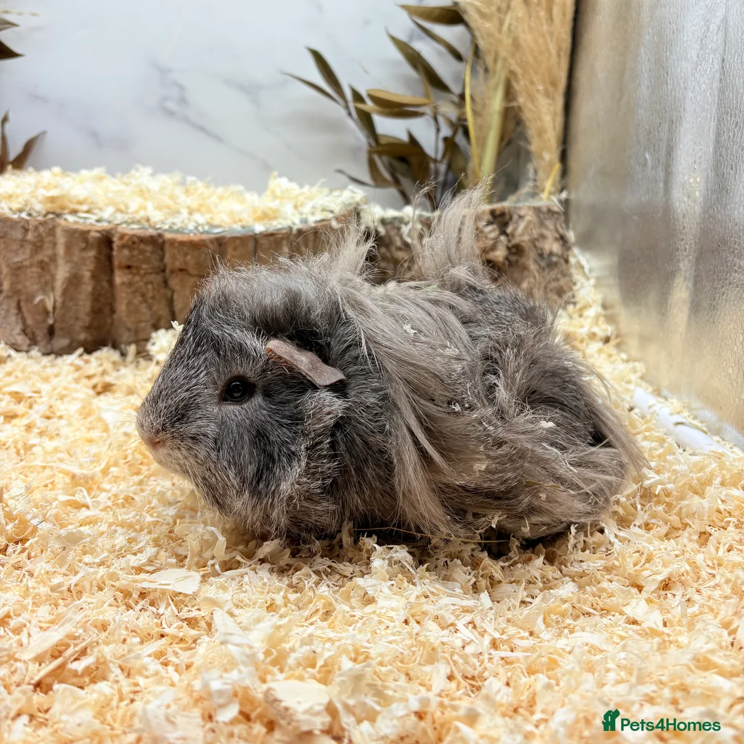 Guinea Pig rodents for sale: Multiple Baby Boy Guinea Pigs for sale  - Advert 12