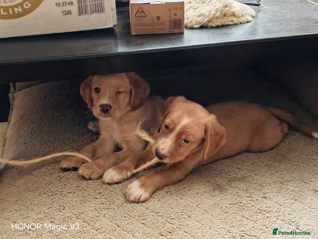 Cockerdor dogs for sale: Cockerdors from working lines. - Advert 1