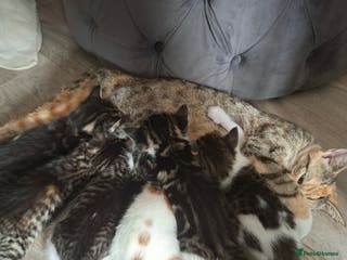 Domestic Shorthair cats Miss alice s - Advert 10