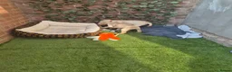 Goldador dogs for sale: Gorgeous F1 Goldador puppies from excellent lines - Advert 8