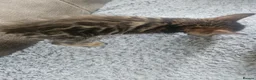 Bengal cats for sale: Cashmere Bengal boy kittens - Advert 6
