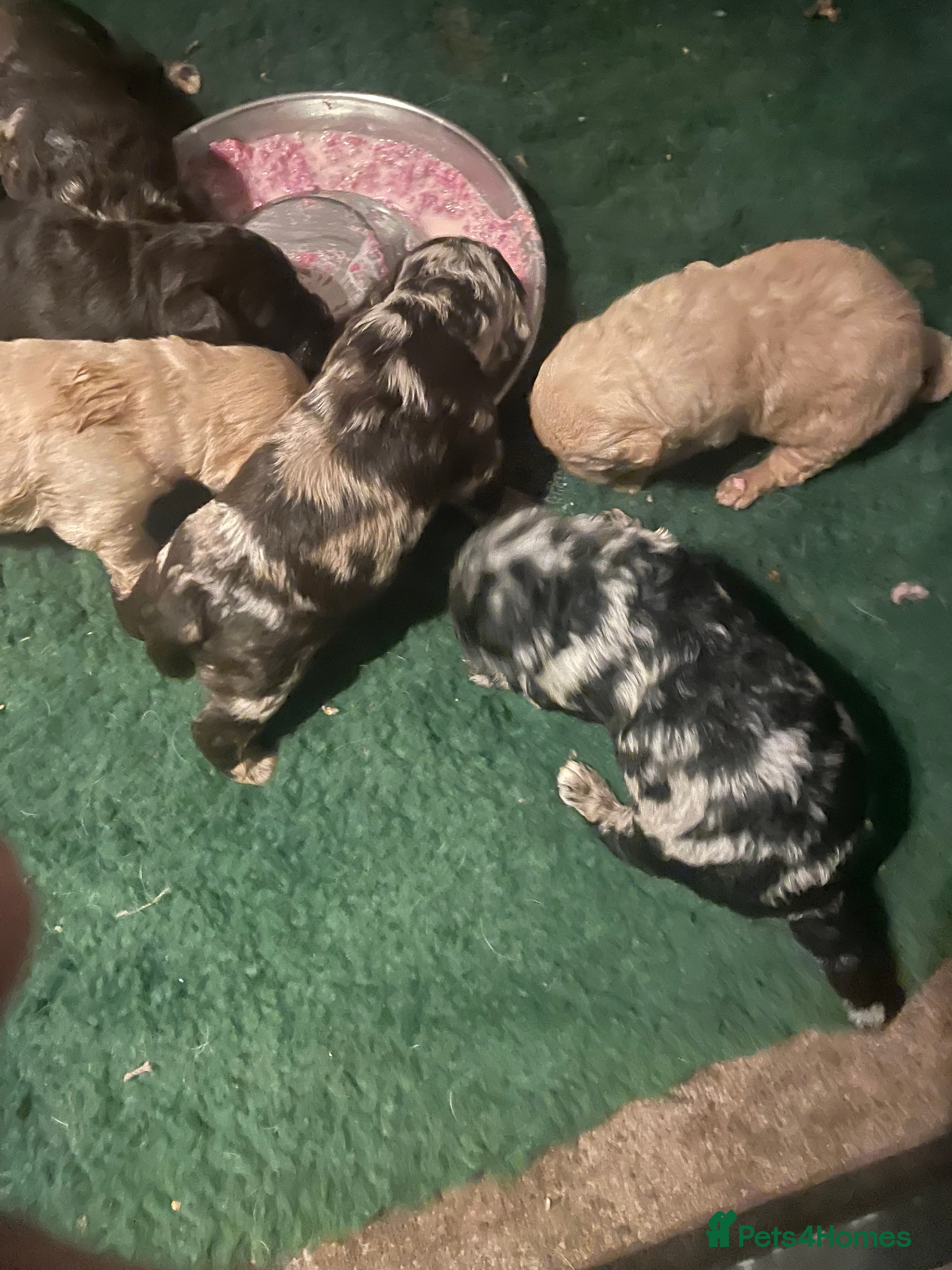 Labradoodle dogs for sale: Beautiful F1 Labradoodle puppies - Advert 2