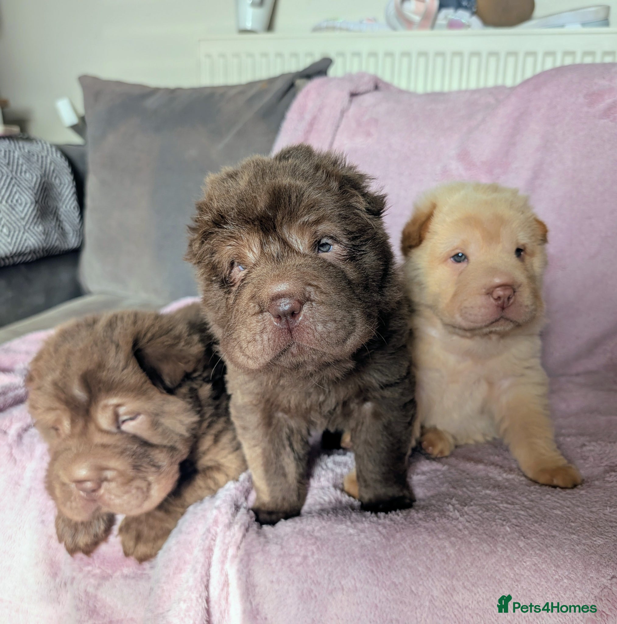 Shar Pei dogs REDUCED READY TO LEAVE NEXT WEEK  - Advert 2