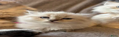 Daiquiri 