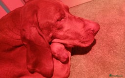 Hungarian Vizsla dogs for sale: CHAMPION BRED KC HUNGARIAN VIZSLAS - Image 10