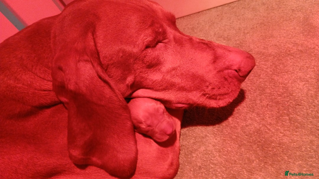 Hungarian Vizsla dogs for sale: CHAMPION BRED KC HUNGARIAN VIZSLAS - Image 10