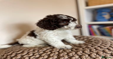 Mixed Breed dogs - Advert 11