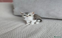 Scottish Fold cats for sale: Scottish Straight purebred kittens  - Image 20