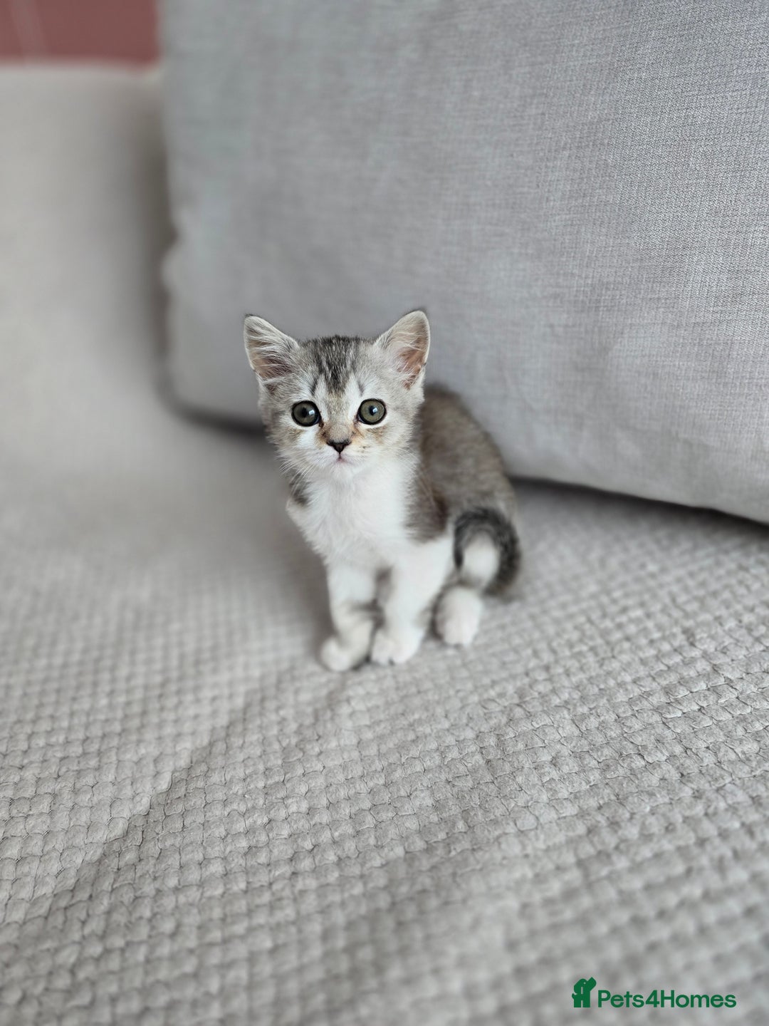 Scottish Fold cats for sale: Scottish Straight purebred kittens  - Image 20
