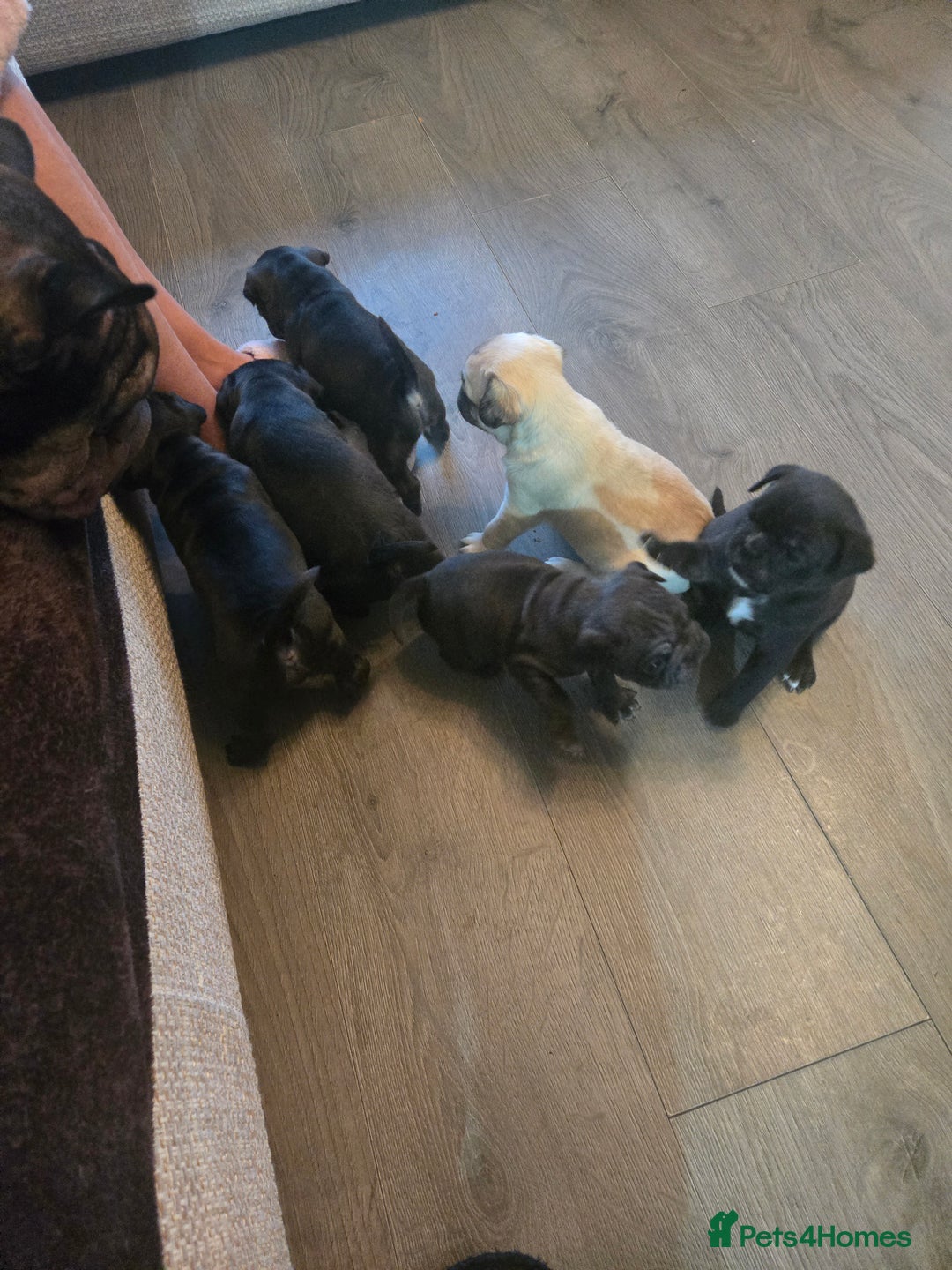 Frug dogs for sale: Frugs - Advert 3