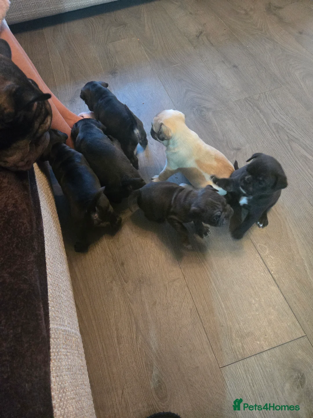 Frug dogs for sale: Frugs - Advert 3