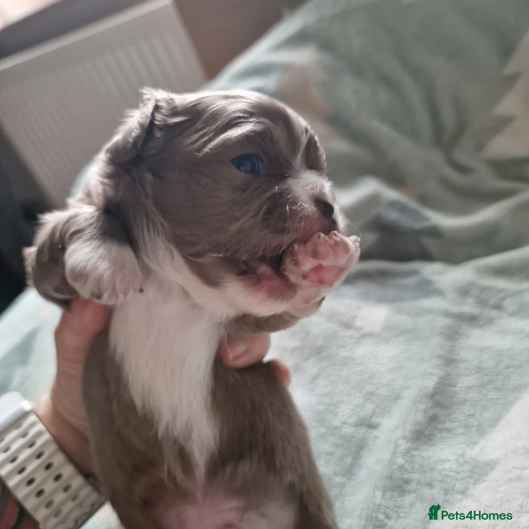 Chihuahua dogs for sale: Beautiful Chihuahua Puppies  - Advert 7