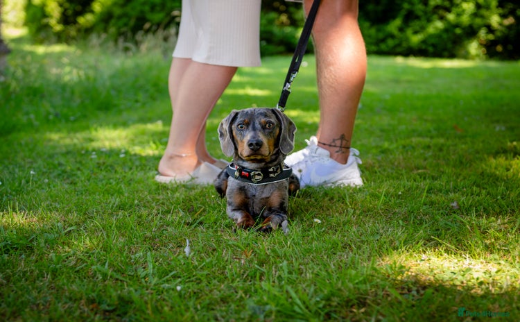 Miniature Dachshund dogs - Advert 2