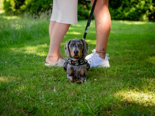 Miniature Dachshund dogs - Advert 7